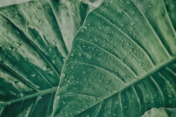 Vacker Gröna Tropiska Blad Växt Adn Vatten Droppe Bakgrund Eller — Stockfoto