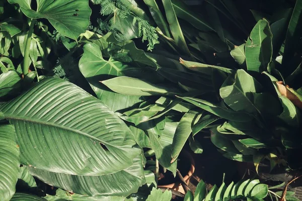 Hermosa Hojas Tropicales Verdes Planta Adn Agua Gota Fondo Textura —  Fotos de Stock