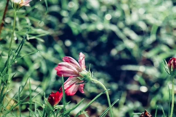 Růžový Kosmos Květiny Listy Zahradním Stylu Vinobraní — Stock fotografie