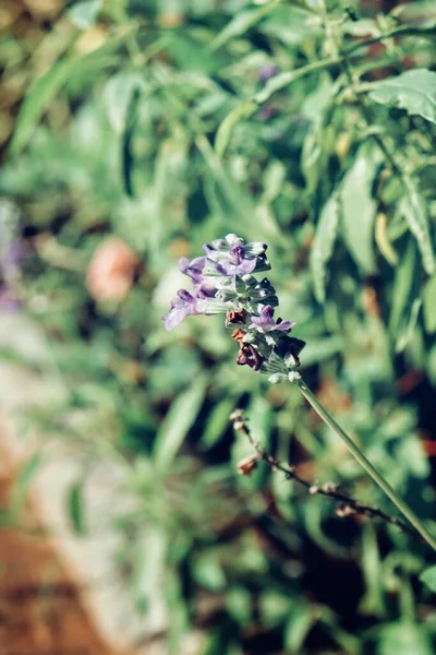 Цветы Фиолетовой Сальвии Стиле Садового Винтажа — стоковое фото