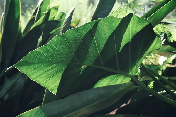 Красивые Зеленые Тропические Листья Растения Adn Капли Воды Фона Текстуры — стоковое фото