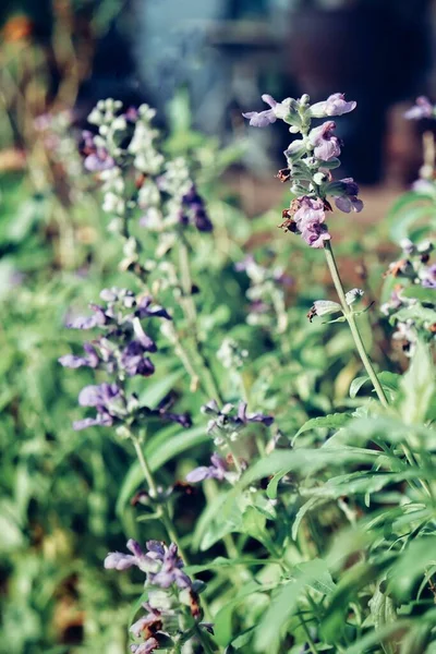 Krásné Fialové Salvia Květiny Zahradním Stylu Vinobraní — Stock fotografie