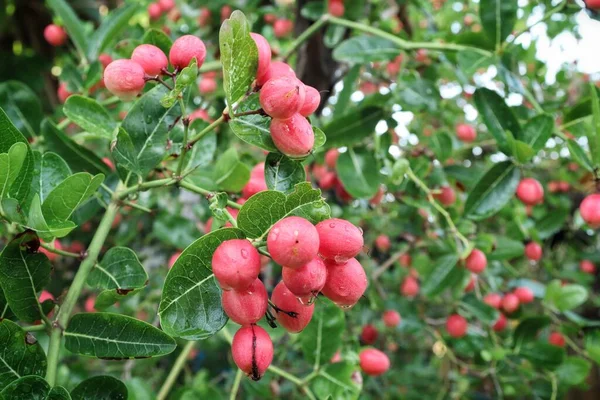 Röda Mirakel Tropiska Frukter Och Gröna Blad Träd — Stockfoto