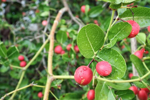 Miracolo Rosso Frutta Tropicale Foglie Verdi Albero — Foto Stock