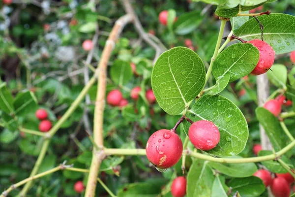 Červený Zázrak Tropické Ovoce Zelené Listy Stromě — Stock fotografie