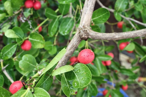 Miracolo Rosso Frutta Tropicale Foglie Verdi Albero — Foto Stock