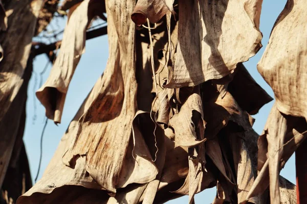 Красивые Коричневые Сушеные Листья Природы Фон Текстура — стоковое фото