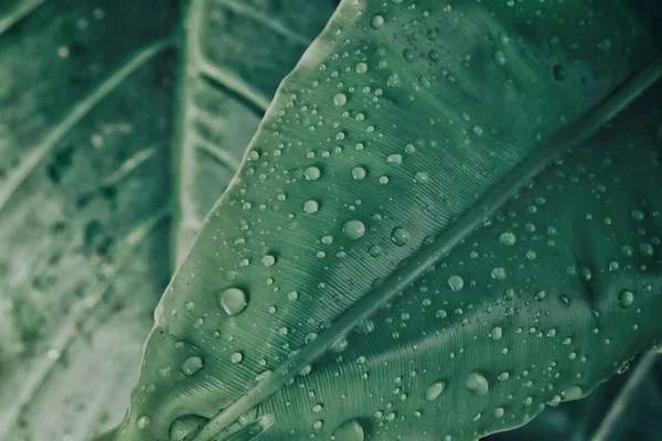 Красива Рослина Зеленого Тропічного Листя Прикрашає Тло Краплі Води Або — стокове фото