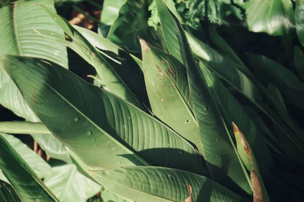 美丽的热带绿叶植物 水滴背景或质感 — 图库照片