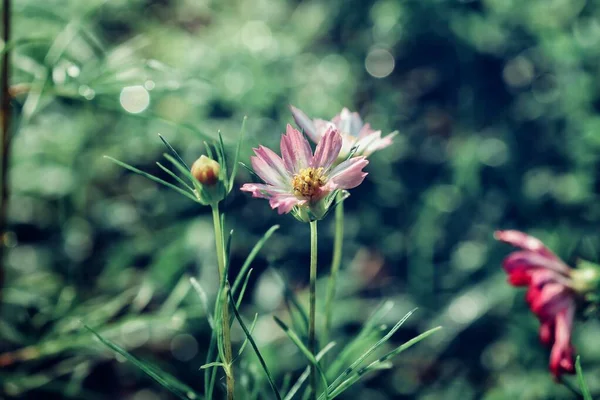 Cosmos Rosa Flores Hojas Jardín Estilo Vintage —  Fotos de Stock