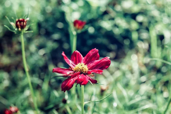 Рожеві Квіти Космосу Листя Саду Вінтажний Стиль — стокове фото
