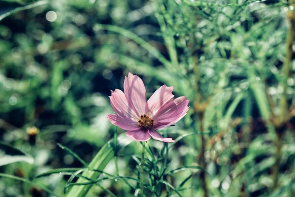 Pink Kosmos Bunga Dan Daun Dalam Gaya Taman Vintage — Stok Foto