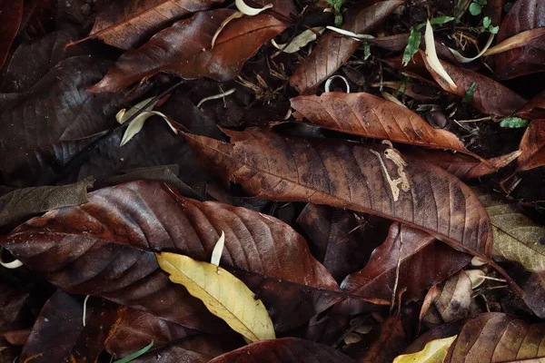 Piękne Brązowe Suszone Liście Natura Tło Lub Tekstura — Zdjęcie stockowe