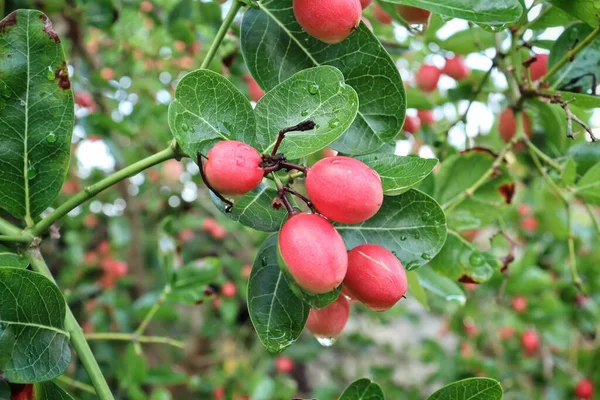 Miracolo Rosso Frutta Tropicale Foglie Verdi Albero — Foto Stock