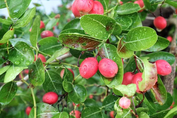 Miracolo Rosso Frutta Tropicale Foglie Verdi Albero — Foto Stock