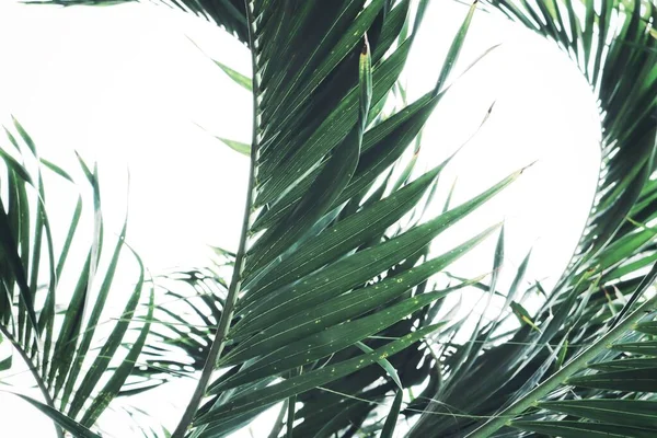 緑の熱帯の葉の美しい植物の背景や質感 — ストック写真