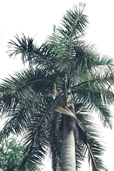 緑の熱帯の葉の美しい植物の背景や質感 — ストック写真