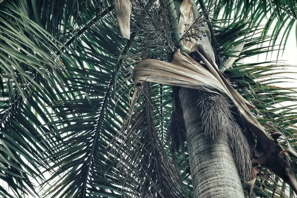 Belle Feuilles Tropicales Vertes Fond Texture Plante — Photo