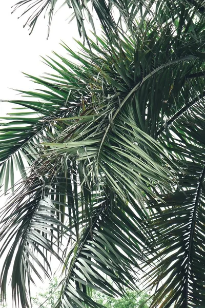 Indah Daun Tropis Hijau Latar Belakang Atau Tekstur Tanaman — Stok Foto