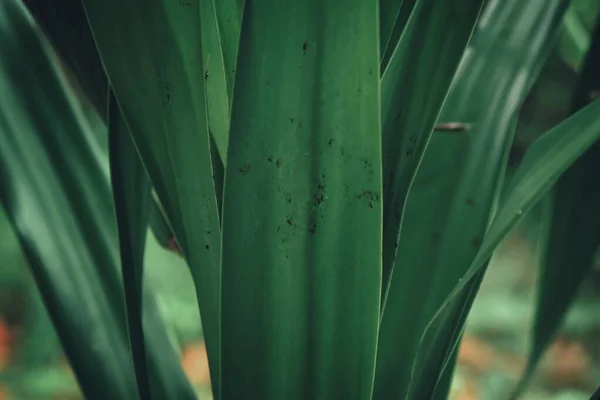 Belo Folhas Tropicais Verdes Planta Fundo Textura — Fotografia de Stock