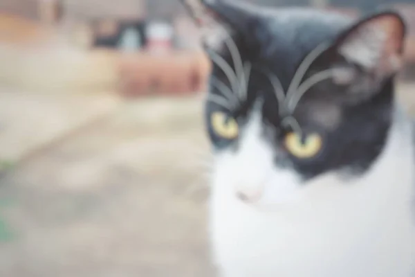 Närbild Suddig Vacker Katt Djur Husdjur — Stockfoto