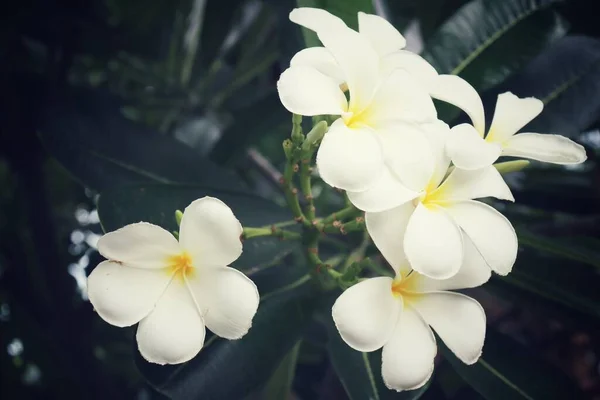 Piękne Białe Kwiaty Tropikalne Frangipani Zielone Liście — Zdjęcie stockowe