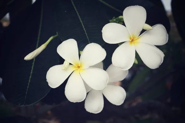 Bonito Flores Tropicais Frangipani Brancas Folhas Verdes — Fotografia de Stock