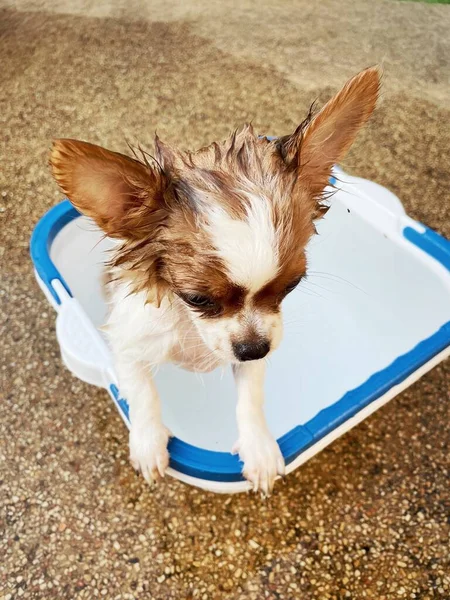 Nehmen Sie Eine Dusche Mit Niedlichen Weißen Chihuahua Lustige Bad — Stockfoto