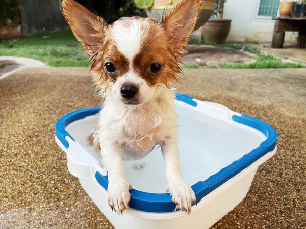 Prendre Une Douche Avec Bain Drôle Chihuahua Blanc Mignon — Photo