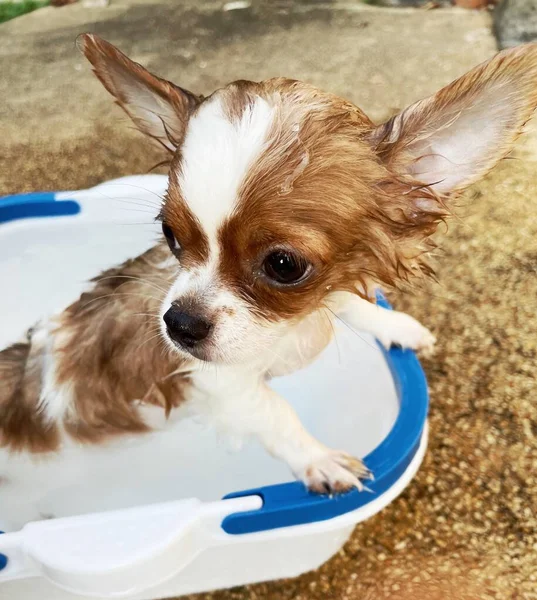 Tome Banho Com Chihuahua Branco Bonito Banho Engraçado — Fotografia de Stock