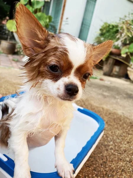 Prendre Une Douche Avec Bain Drôle Chihuahua Blanc Mignon — Photo