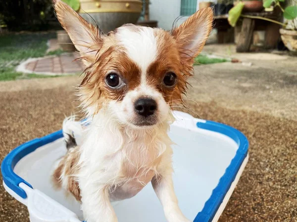 Tome Una Ducha Con Lindo Baño Divertido Chihuahua Blanco — Foto de Stock