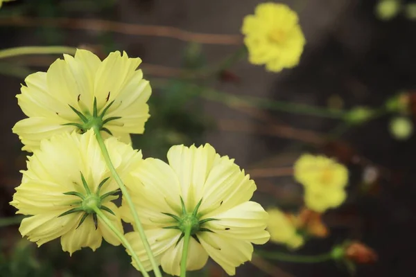 Close Flores Cosmos Amarelas Folhas Verdes — Fotografia de Stock