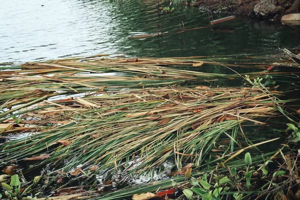 Groene Vetiver Gedroogde Bladeren Waterplas Natuur — Stockfoto