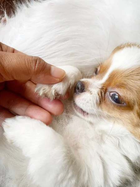 Bonito Cão Chihuahua Branco Animal Estimação Jogando Mão — Fotografia de Stock