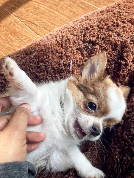 Niedlich Von Weißen Chihuahua Hund Haustier — Stockfoto