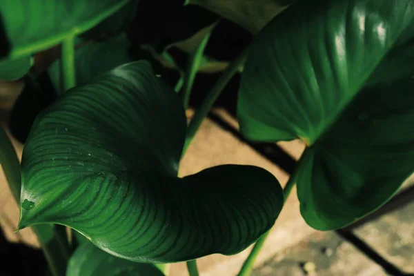 Vacker Gröna Tropiska Blad Växt Bakgrund Eller Konsistens — Stockfoto