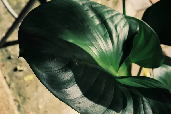 緑の熱帯の葉の美しい植物の背景や質感 — ストック写真