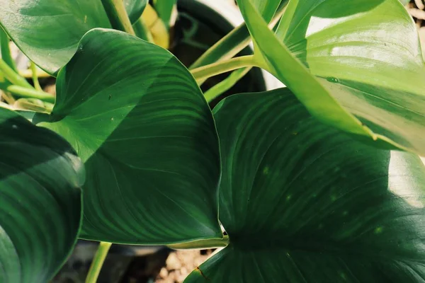 Bello Verde Tropicale Foglie Pianta Sfondo Consistenza — Foto Stock