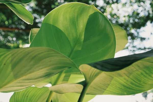 Mooi Van Groene Tropische Bladeren Plant Achtergrond Textuur — Stockfoto