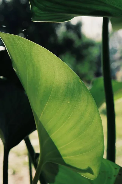 緑の熱帯の葉の美しい植物の背景や質感 — ストック写真