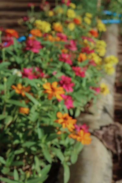 Borrosa Hermosas Flores Primavera Colores Hojas Verdes —  Fotos de Stock