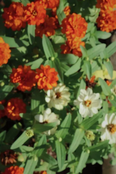 Rozmazané Krásné Barevné Jarní Květiny Zelené Listy — Stock fotografie