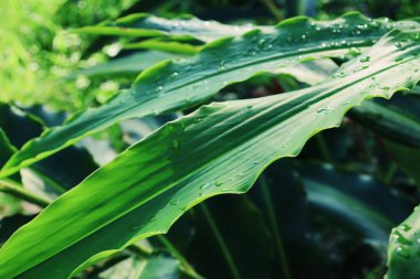 Yeşil tropikal yaprakların güzelliği bitki ve su damlası arka planı