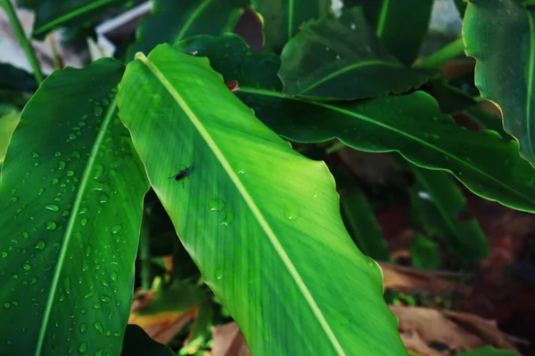 Зеленые Листья Растения Фон Капель Воды — стоковое фото