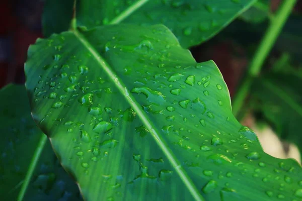 Beautiful Green Tropical Leaves Plant Water Drop Background — Stock Photo, Image