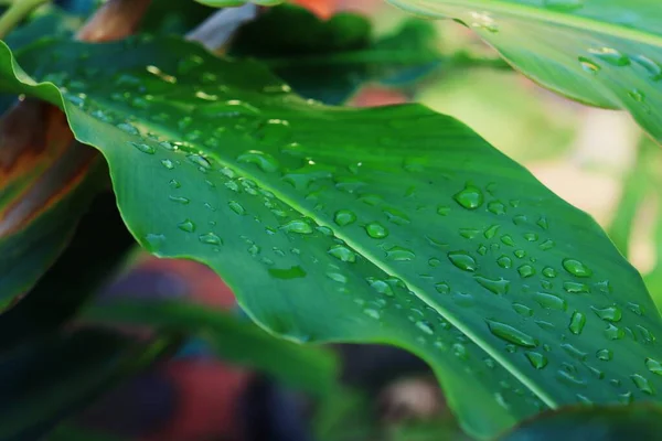 Hermosa Hojas Tropicales Verdes Planta Fondo Gota Agua — Foto de Stock