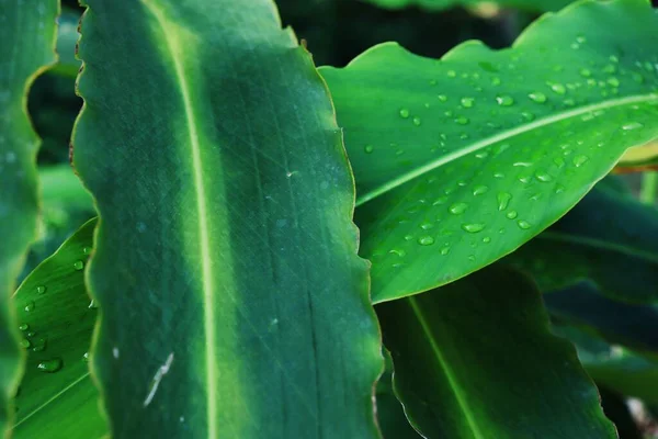 緑の熱帯の葉植物と水のドロップ背景の美しい — ストック写真