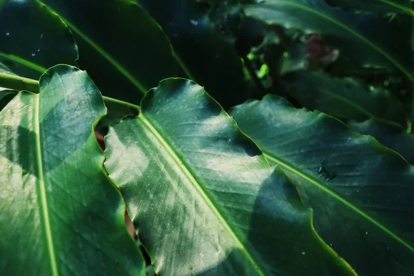 Hermosa Hojas Tropicales Verdes Planta Fondo Gota Agua —  Fotos de Stock