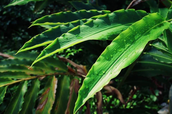 Vacker Gröna Tropiska Blad Växt Och Vatten Droppe Bakgrund — Stockfoto